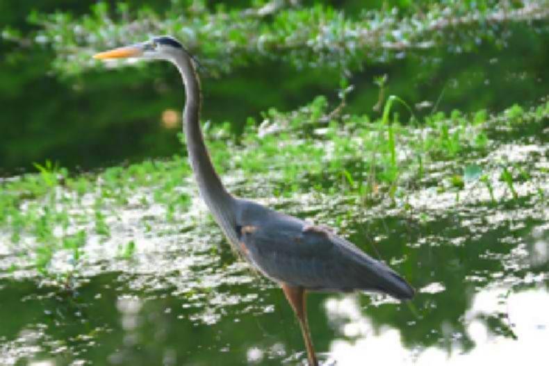 Photo of a Heron on the Withlacoochee River