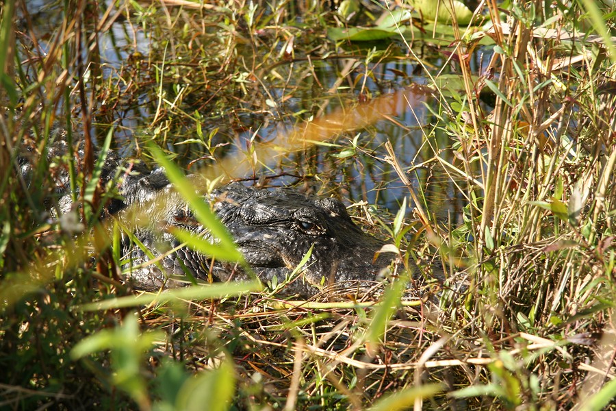 Withlacoochee River alligator - Yes, there are alligators in the Withlacoochee!