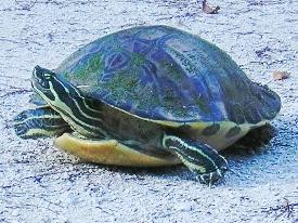 One of the many, many turtles you'll see looking out onto the Withlacoochee River.