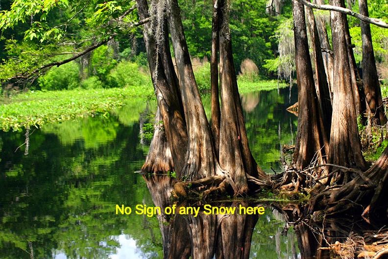 Trees on the Withlacoochee River