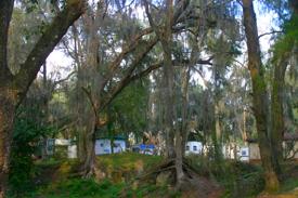 A veiw of Riverside RV Park through trees dripping with Spanish Moss.