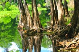 Trees along and in the riverbanks of the Withlacoochee River at the Riverside RV Park, Bushnell
