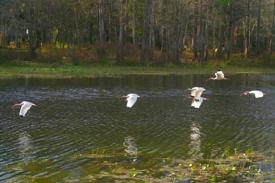 Flock of flying Egrets on the Withlacoochee River in the state park.