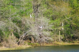 River birds in flight along the Withlacoochee River in the State Park area.