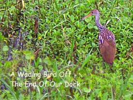 A closeup shot of a wading bird at the Riverside RV Park in Bushnell.