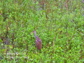 Waterfowl on the Withlacoochee River
